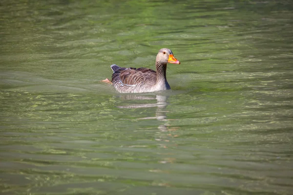 漂浮在湖水中的野鸭 — 图库照片