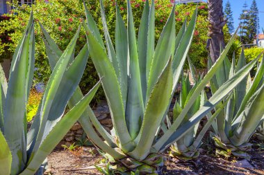 Tropik parkta yetişen Agav bitkileri 