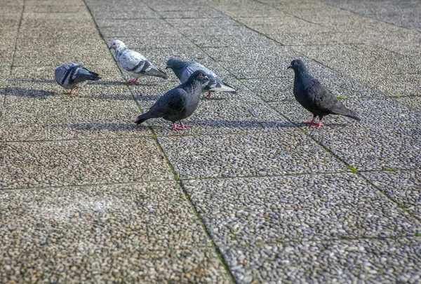 Gregge Piccioni Sul Marciapiede — Foto Stock