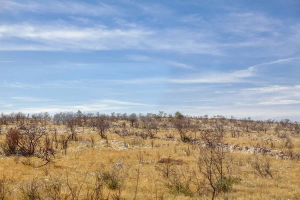 Stäpplandskap Med Torr Natur — Stockfoto