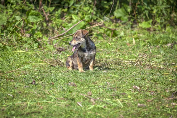 Cute Puppy Green Grass — Stock Photo, Image