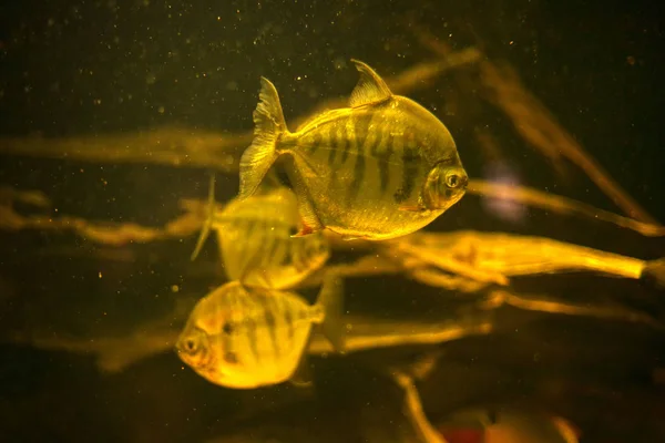 Экзотические Рыбы Глубокой Реке — стоковое фото