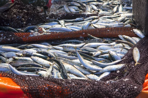 Balık Deniz Ürünleri Sanayi Sepetlerde Balık Yakalamak — Stok fotoğraf