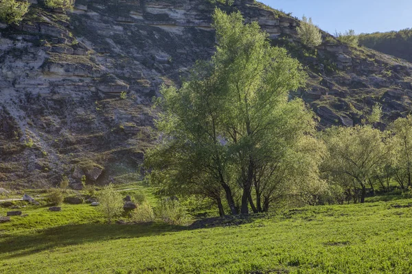 Yeşil Çayır Ağaçlar Ile Sakin Sahne — Stok fotoğraf