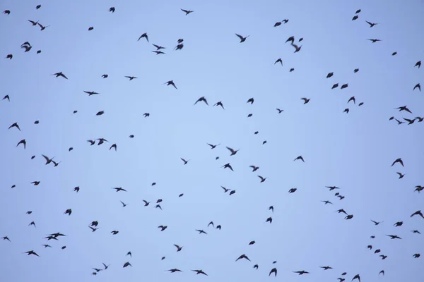 Σμήνος Από Κοράκια Που Πετούν Ψηλά Στον Ουρανό — Φωτογραφία Αρχείου