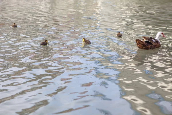 Ente Und Entchen Auf Dem See — Stockfoto