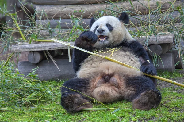 Bonito Feliz Panda Comer Bambu — Fotografia de Stock