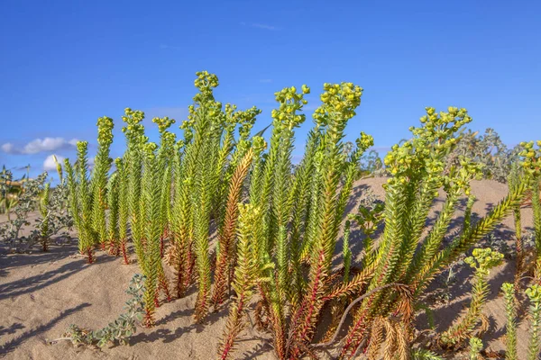 Plantas Verdes Arena Verano — Foto de Stock