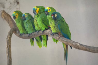 dalüzerinde birlikte duran yeşil papağan sürüsü 