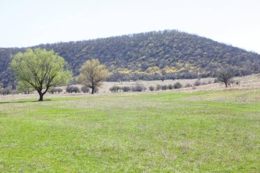 ilkbaharda yeşil alan ve tepe ile manzara 