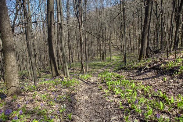 fresh spring nature in the forest