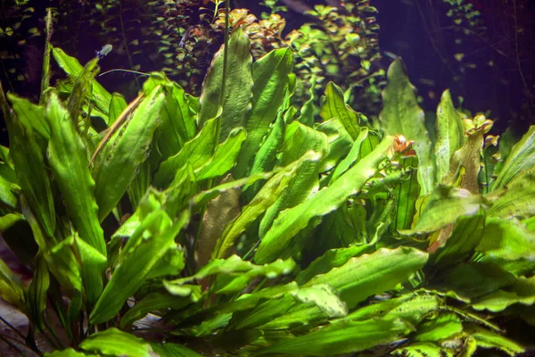 green underwater plants on the sea bottom