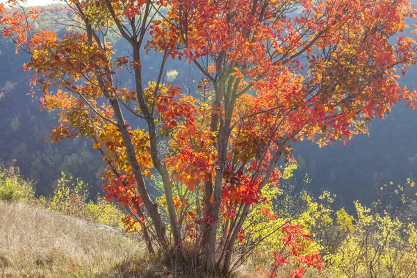 Árbol Con Ramas Rojas Otoño —  Fotos de Stock