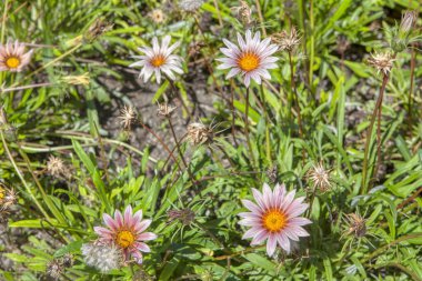 kentsel bahçede çiçek yakın görüntü 