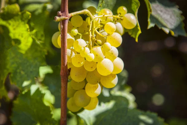 Słodkie Świeże Winogrona Rosnące Lecie — Zdjęcie stockowe