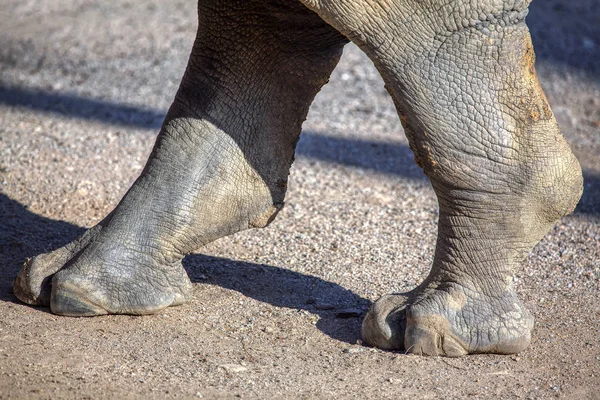 Close Image Rhinoceros Feet — Stock Photo, Image
