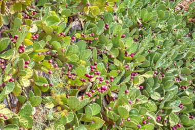 doğal alan yabani çiçek kaktüsler dolu 