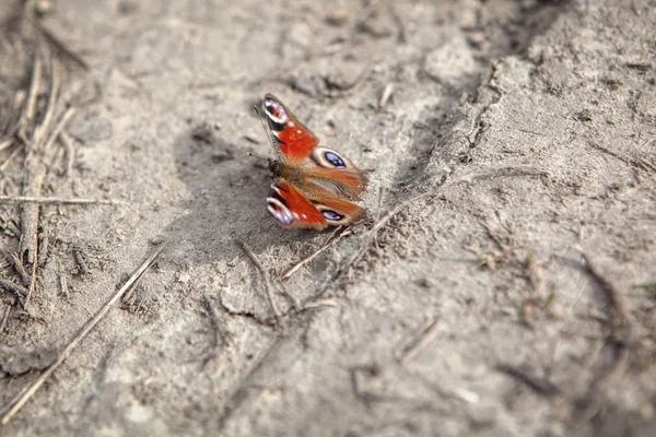 Borboleta Pavão Colorido Chão — Fotografia de Stock