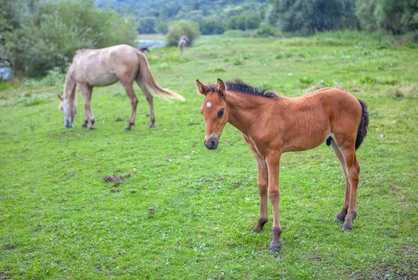 Csikó Mare Zöld Rét Folyó Közelében — Stock Fotó