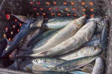 Taze Atlantik sepette balık yakalamak