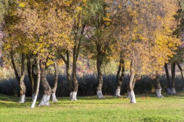 renkli ağaçlar ile güzel sonbahar sahne