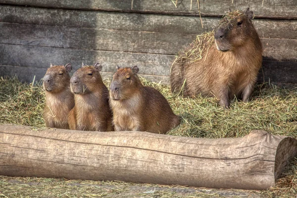 Matka Capybara Jej Trzy Młode Siedzą Razem — Zdjęcie stockowe