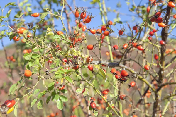 Close Image Rosehip Branch — Stock Photo, Image