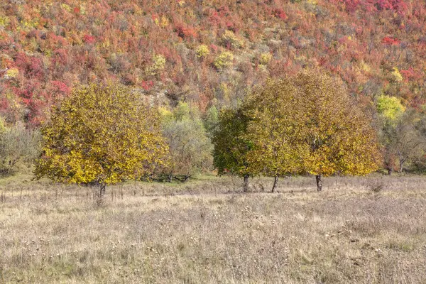 Cores Árvores Outono Dia Ensolarado — Fotografia de Stock