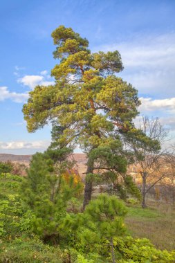 mavi gökyüzüne karşı dökmeyen kozalaklı ağaç 