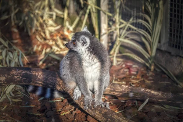Ring Tailed Lemur Djurparken — Stockfoto