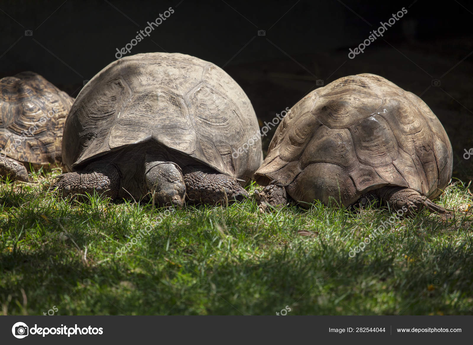 schleich giant turtle