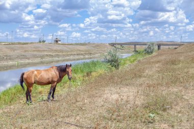 yaz aylarında kahverengi at ile rustik alan