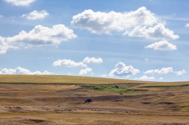  yaz otlak koyun sürüsü 