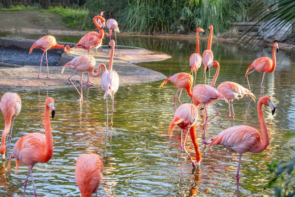 Экзотический Парк Стаей Фламинго — стоковое фото