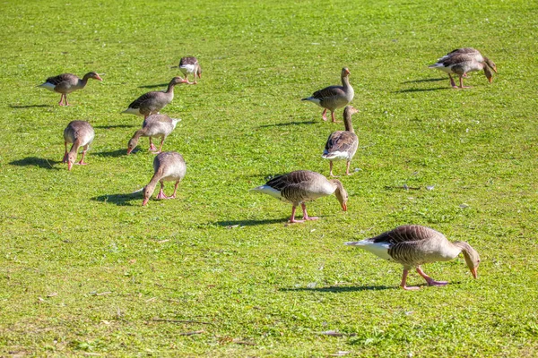 新鮮な草を放牧するガチョウのグループ — ストック写真