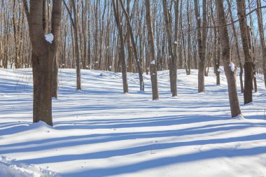 kış kar ile kaplı park 