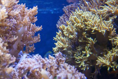 Sualtı resif manzara , tropikal suda dalış 