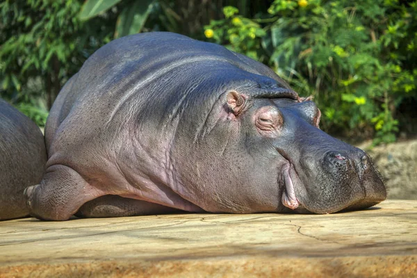 Schattig Hippo Slapen Oever — Stockfoto