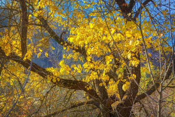 Tree Yellow Branches Fall Season — Stock Photo, Image