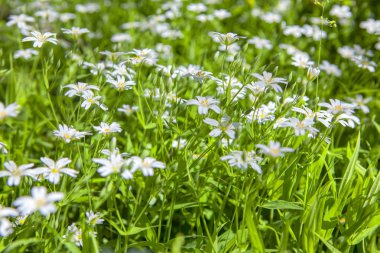 çayırda bahar beyaz çiçekler 