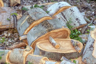 ağaç kütük dilimleri , kereste sanayi 