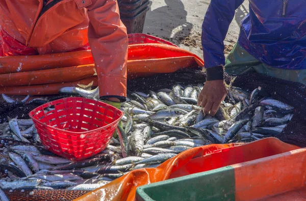 Sardines Fraîches Triées Par Les Travailleurs — Photo