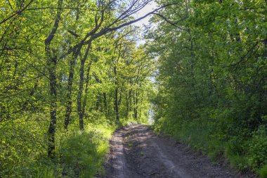 yeşil ormanda yürüyüş yolu