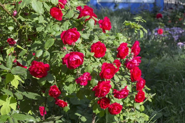 bahçede büyüyen taze kırmızı güller
