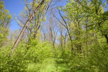 taze bahar doğa yeşil ağaçlar ile
