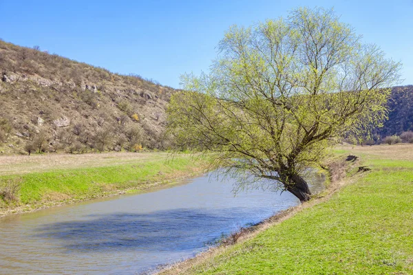 Baum Ufer Frühling — Stockfoto