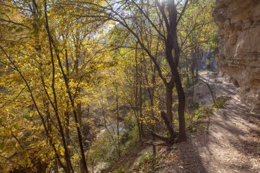 sonbaharda orman ve uçurum 
