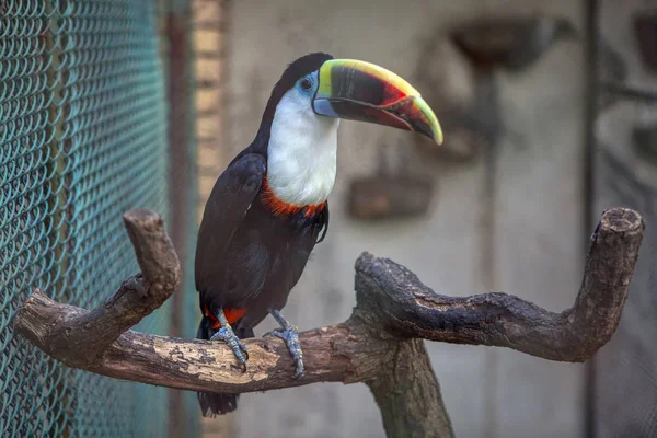 Cute Toucan Standing Branch — Stock Photo, Image