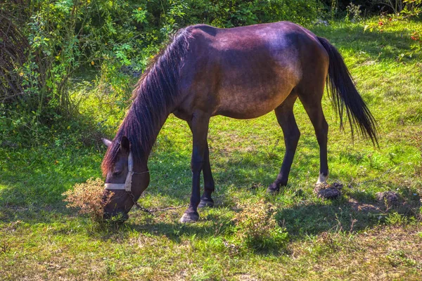 Belo Cavalo Pastando Campo Verde — Fotografia de Stock