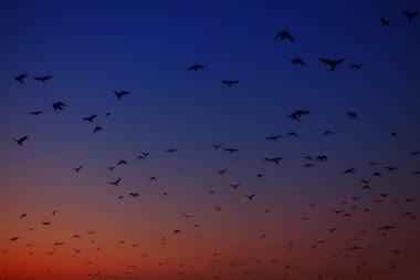 gece gökyüzünde uçan karga sürüsü 